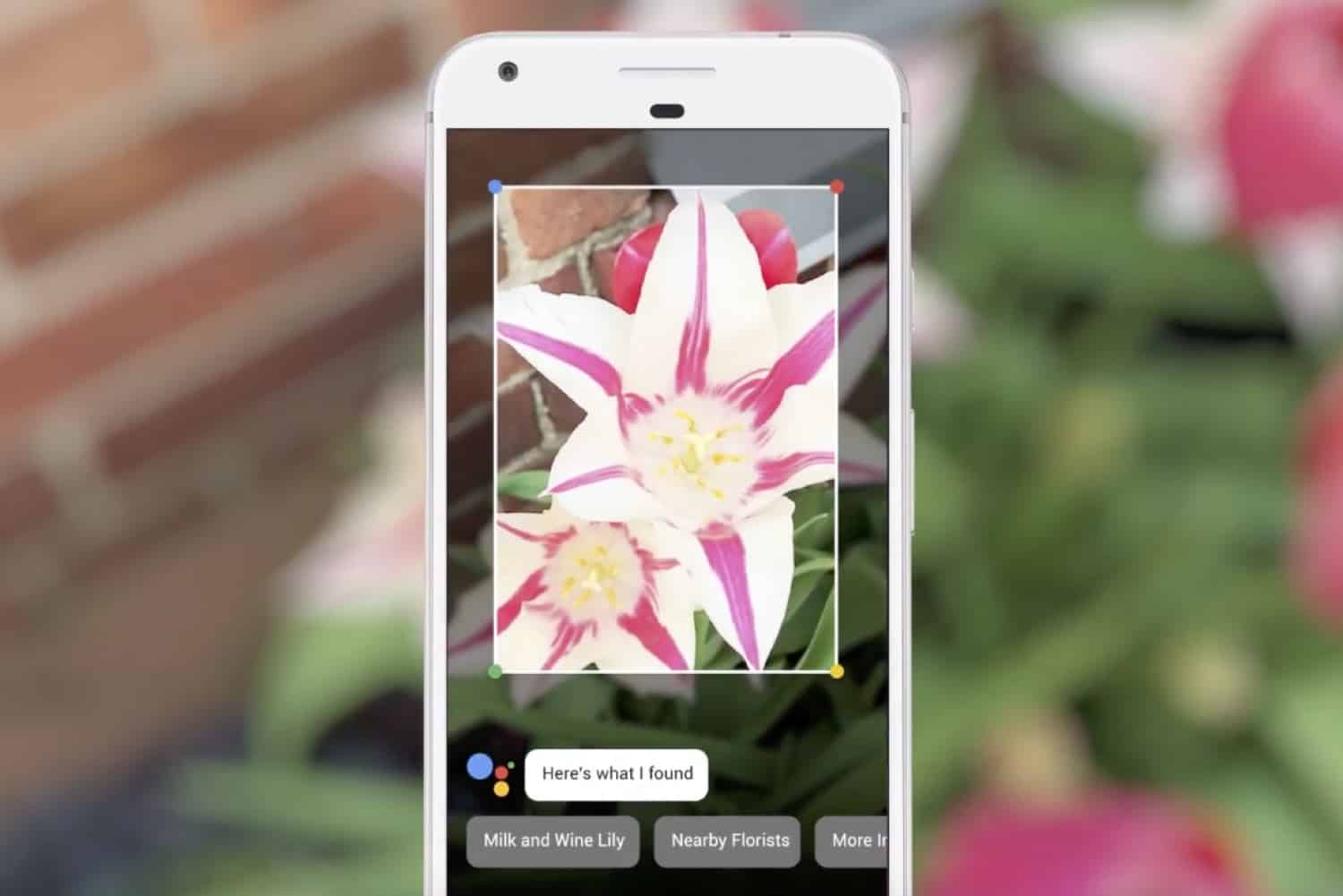 Google Lens on a Pixel phone identifying a white and pink lily flower with nearby florist suggestions